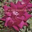 Lies I've told myself since you left - Single