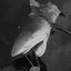 A Shark Appeared On the Shore With a Spear Under Its Dorsal Fin