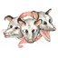 Opossums