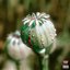 OPIUM