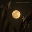 Moonshine