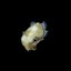 Cuttle - Single