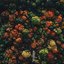 Treetop Dreamers