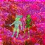 Bougainvillea