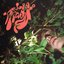Nur Einen Tanz - Single