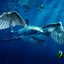 Cool Water Sharks