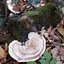 Traditional Mycology