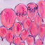 Ekko Astral - pink balloons album artwork