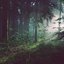Hymn for the Forest