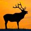 Wild Animal Calls And Nature Sounds