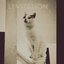 Levitation - Single