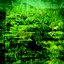 Ferns