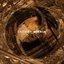 The Human Legacy - Single
