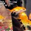 Fish? Fish.