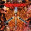 Requiems Of Revulsion: A Tribute To Carcass