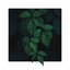 untitled plant song
