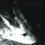 hollowdeer