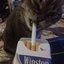 autotune rock songs about girls i like and friends i have