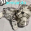 Avatar de julianbobohpta