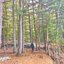 Born In The Woods, Raised By The Internet