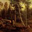 Dreams of Forests