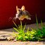 100% Mouse