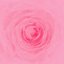 camellia
