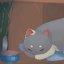 cat in a box