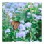 Butterflies (Ambient Version)
