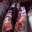 Gory gurl - Single