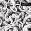 OCTOPUS VULGARIS