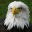 Avatar für iwishiwasaeagle