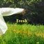 Fresh - Single