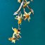Fleurs Mortes