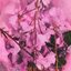 velvet bloom