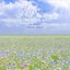 Weather Diary