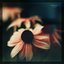Botanical