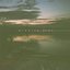Growing Fins - EP