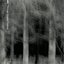 Through Stygian Forests
