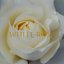 White rose