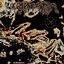 Chytridiomycosis