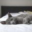 Relaxing for Cats