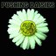 Pushing Daisies - Single