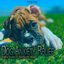 Dog Anxiety Relief - Fading Horizon of Peaceful Pet Sleep