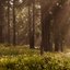 The Forest at Dawn - Single