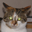 KimchiTheCat 的头像
