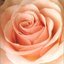 Best Flower - B Side Collection -