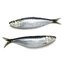 Sardine