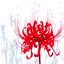 my spider lily