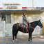Horses and Divorces